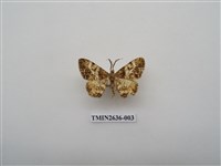 藏品(尺蛾163)的圖片